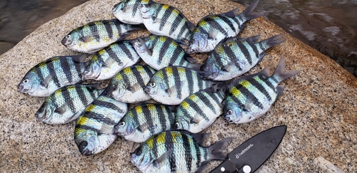 オヤビッチャの釣果