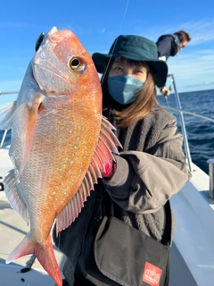 マダイの釣果