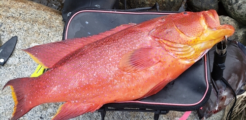 バラハタの釣果