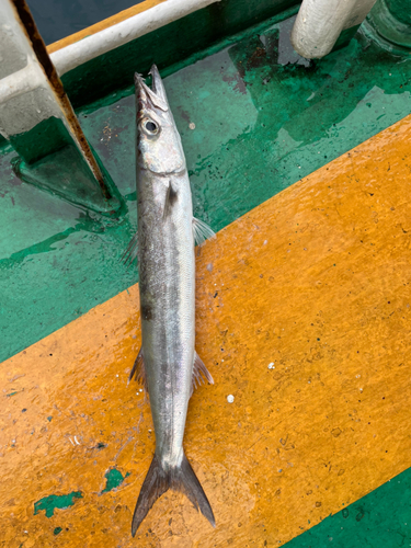 オオカマスの釣果