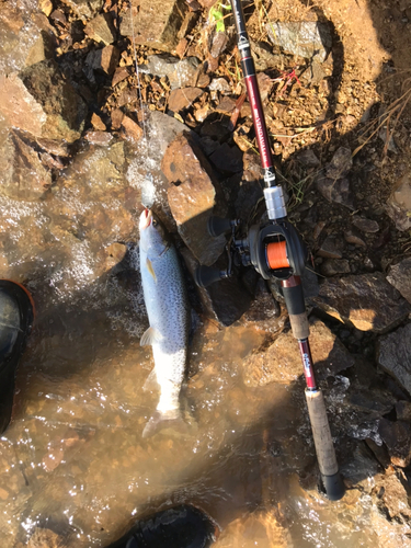 イトウの釣果