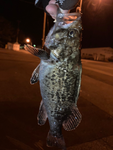 クロソイの釣果