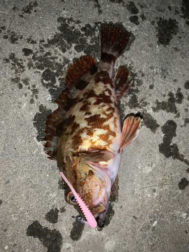 アラカブの釣果