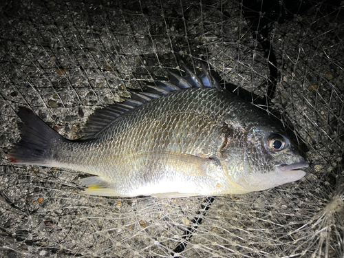 キビレの釣果