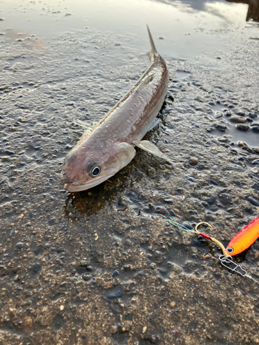 カマスの釣果