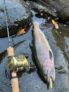 ニジマスの釣果