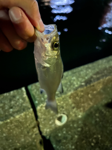 スズキの釣果