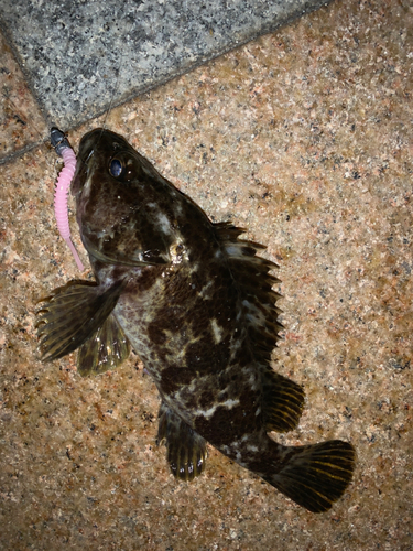 タケノコメバルの釣果