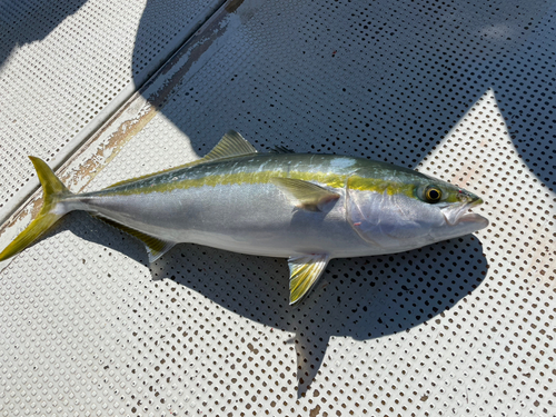 ハマチの釣果