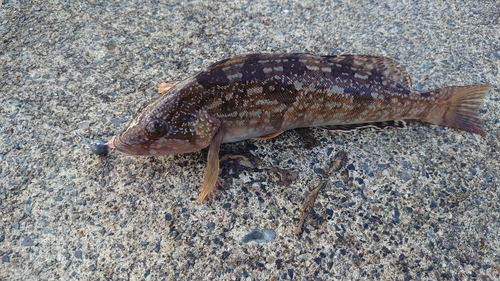 アイナメの釣果