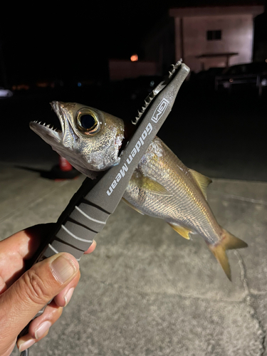 クロムツの釣果