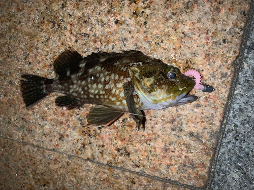 アラカブの釣果