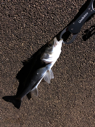 セイゴ（マルスズキ）の釣果