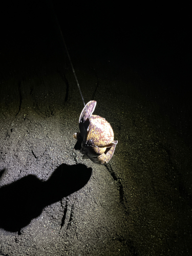 ウツボの釣果