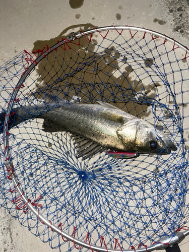 セイゴ（タイリクスズキ）の釣果