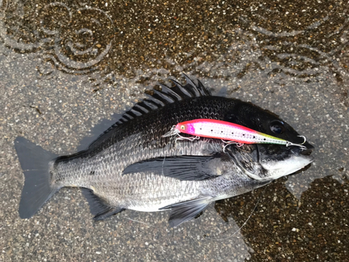 クロダイの釣果