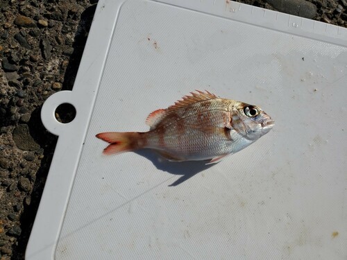 チャリコの釣果