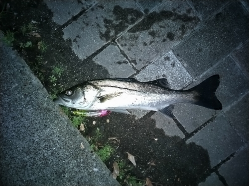 シーバスの釣果