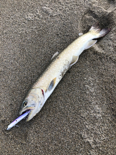 アメマスの釣果