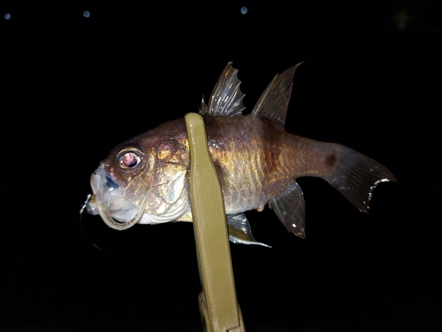 ヨコスジイシモチの釣果