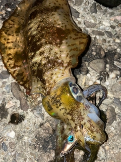 アオリイカの釣果