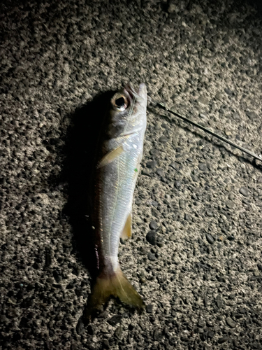 クロムツの釣果