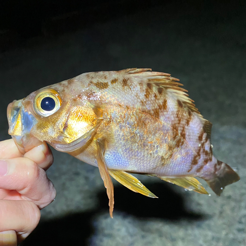 アカメバルの釣果