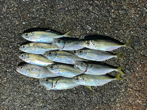 アジの釣果