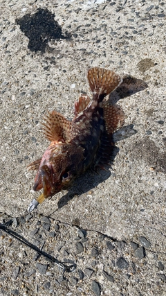 アラカブの釣果