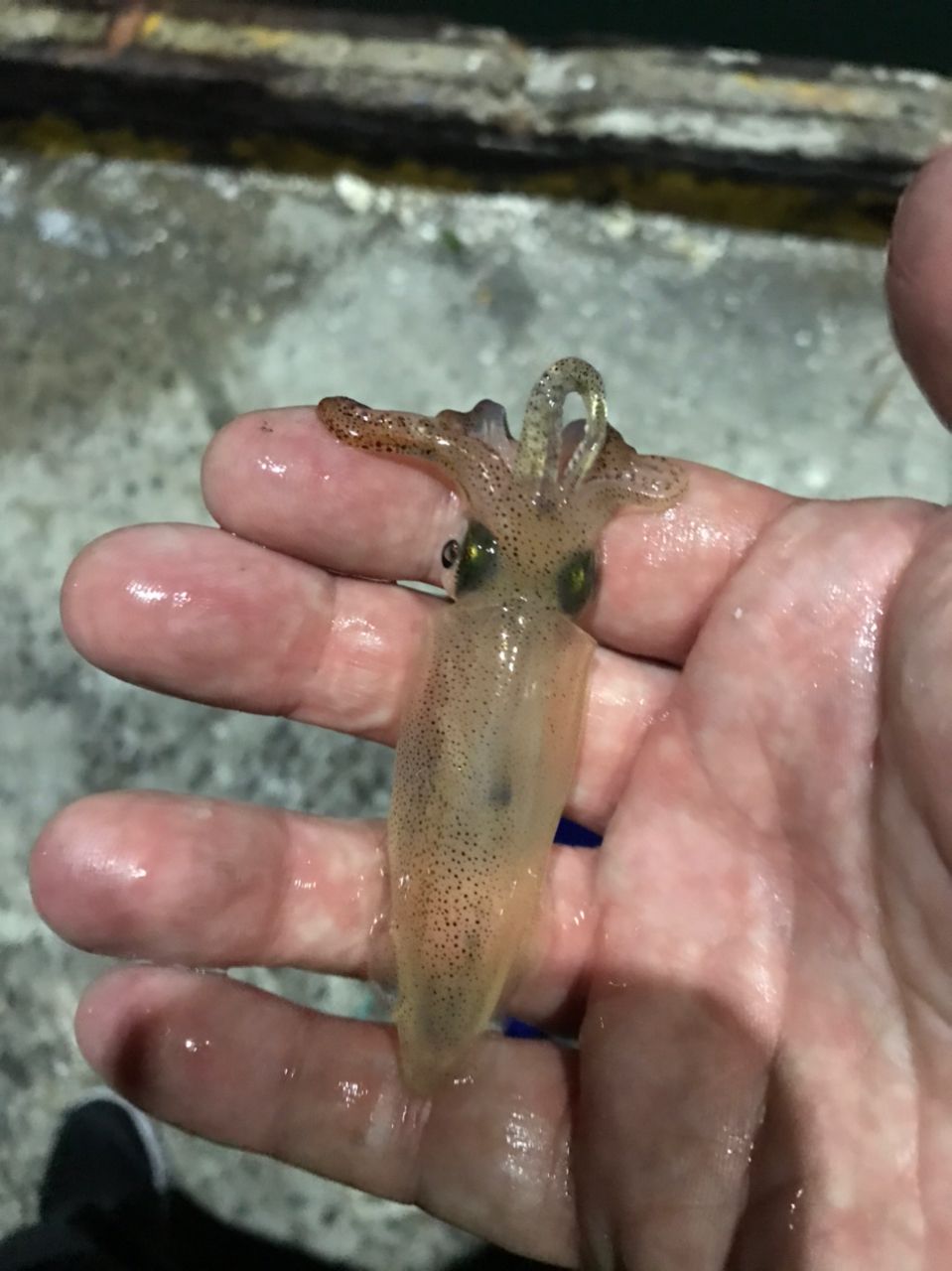 ヒイカ