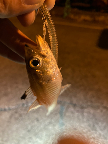 ネンブツダイの釣果