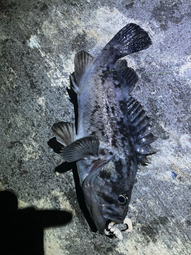 クロソイの釣果