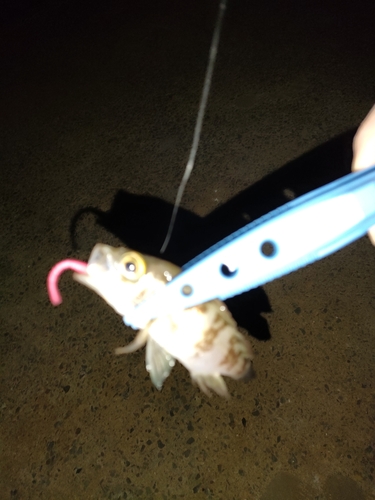 タケノコメバルの釣果