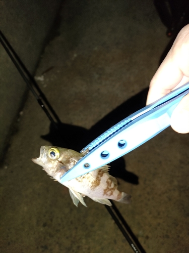 タケノコメバルの釣果