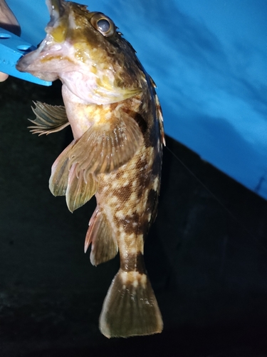 タケノコメバルの釣果