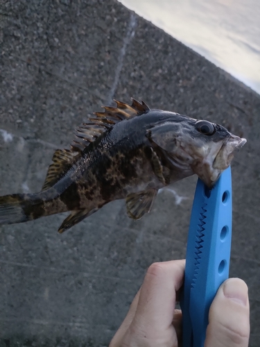 タケノコメバルの釣果