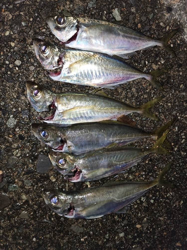 アジの釣果