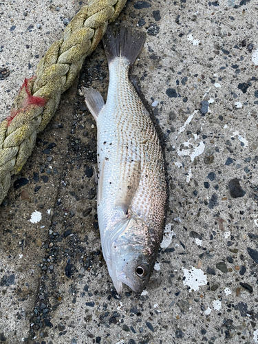 イシモチの釣果