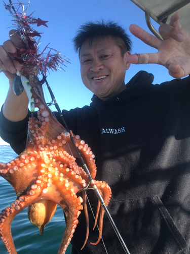 マダコの釣果