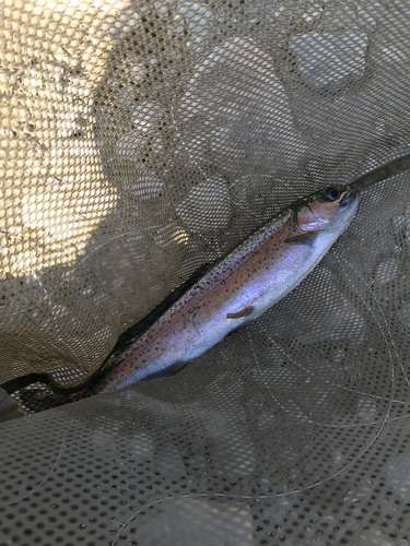 ニジマスの釣果