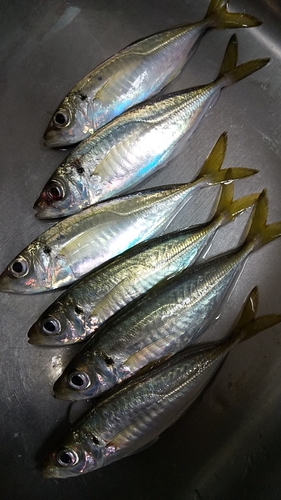 アジの釣果