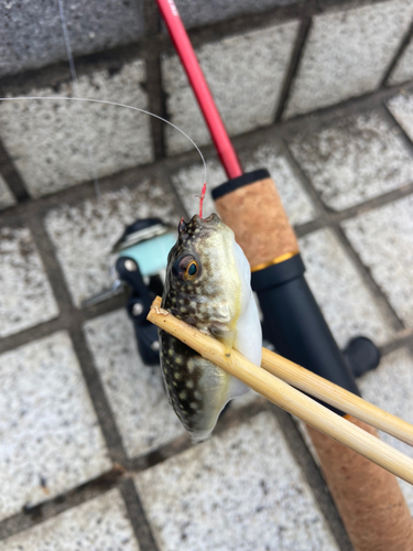 コモンフグの釣果