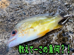 オキフエダイの釣果