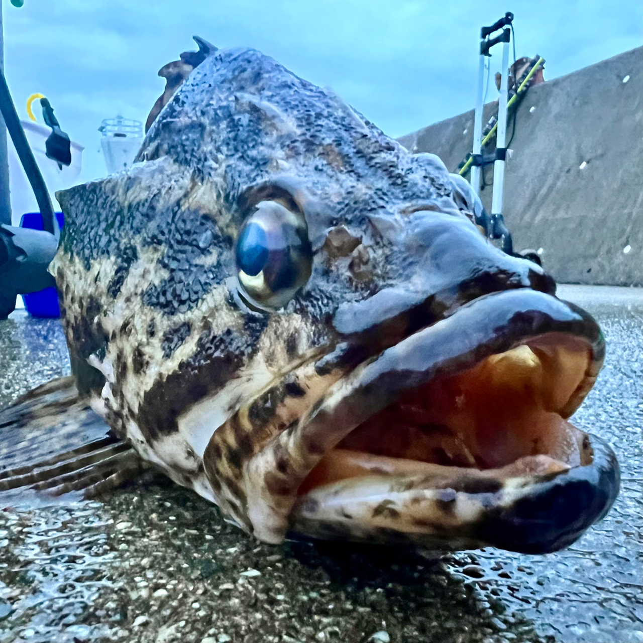 タケノコメバル