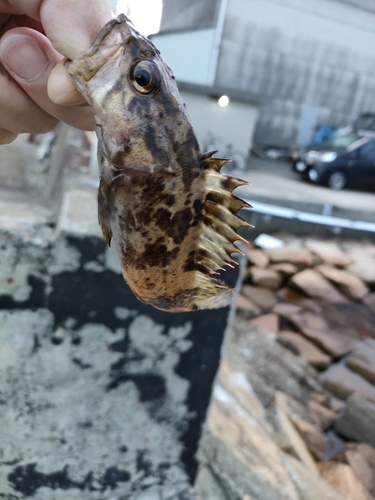 タケノコメバルの釣果