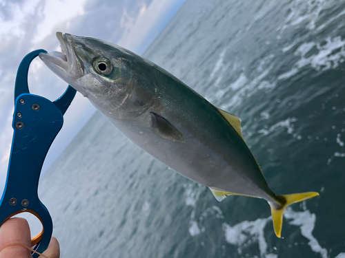 ワカシの釣果