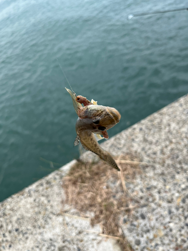 ハゼの釣果