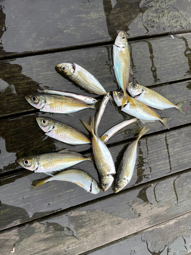 アジの釣果