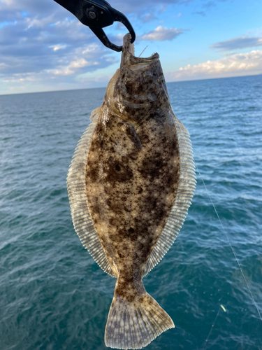 ソゲの釣果