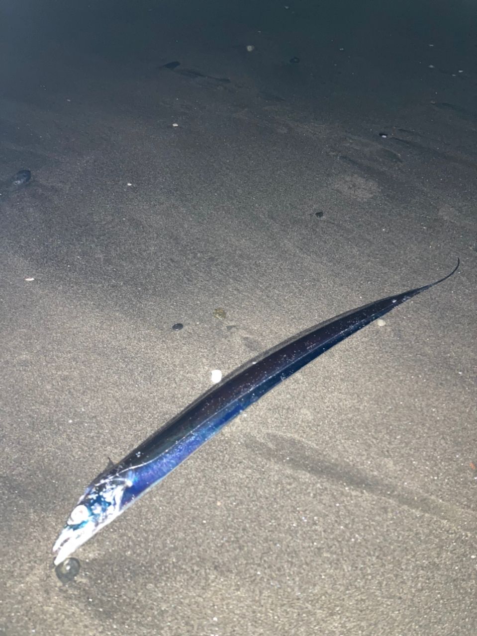 タチウオ